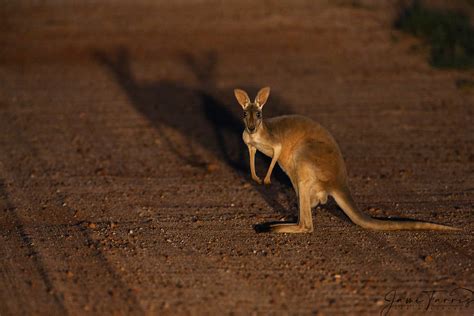 12月のカンガルー: 冬の夜に踊る影